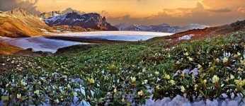 북한의 천연기념물 백두산만병초.. 눈 속에서도 활짝 펴