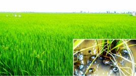 북, 우렝이·기생벌 이용한 유기농법 빠르게 도입