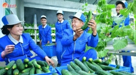 여름철 건강관리에 도움이 되는 식품은? [노동신문]