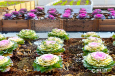 ‘농장’ 지은 항저우 대학교, 자체 순환시스템으로 ‘인기 폭발’