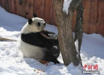 중국 장춘 계속해서 내리는 함박눈, 귀여운 동물원 식구들의 눈밭 나들이