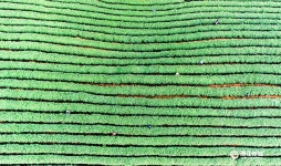 중국의 명차(名茶): 시후 용정차, 2017년 첫 수확 돌입