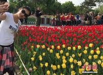 초여름, 창춘에 만발한 100만여 그루의 네덜란드 튤립