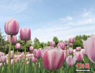 초여름, 창춘에 만발한 100만여 그루의 네덜란드 튤립