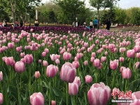 초여름, 창춘에 만발한 100만여 그루의 네덜란드 튤립