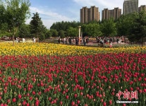 초여름, 창춘에 만발한 100만여 그루의 네덜란드 튤립