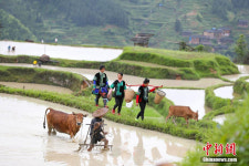 中 구이저우 ‘최후의 우경 부락’, 한 폭의 농경도 보는 듯