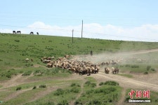 중국 이리 하계 목장으로 떠나자, 목축민과 가축들의 ‘대이동’