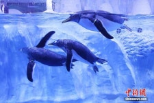 장쑤 해양관, ‘귀요미’ 펭귄의 수영 솜씨 선보여