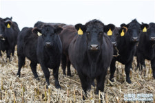 미국 목장서 중국 식탁으로: 中美 쇠고기 무역 민생에 혜택 가져다줘