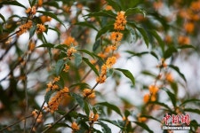 난징우정大서 은은하게 퍼지는 120년 된 붉은 계수나무 향기