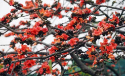 ‘포춘 글로벌 포럼’ 개최 앞둔 ‘꽃의 도시’ 광저우