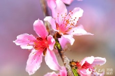 [봄의 향기] 허난 광산, 복숭아꽃 감상은 여기에서…