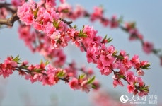[봄의 향기] 허난 광산, 복숭아꽃 감상은 여기에서…