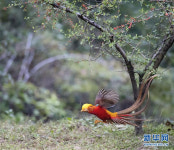 중국 중점보호 야생동물, 화려한 노란색 깃털 자랑하는 ‘금계’