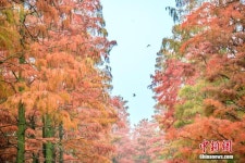 중국 우한 붉게 물든 메타세콰이아길, 환상적…