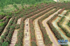 중국 허베이, 월계화 60만 그루로 만든 ‘미로’ 등장