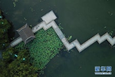 항저우 시후, 만개한 연꽃의 특별한 아름다움