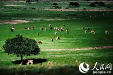 中 피서 성지 네이멍구, 빈곤구제+친환경 목장 눈길