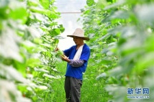 중국 시골 마을 ‘구란툰’, 금귤 산업으로 부흥…빈곤 탈출 모범사례