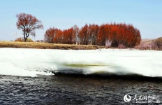 꽃피는 봄날 맞아 돌아온 원앙들…쒀룬목장에 둥지 틀어