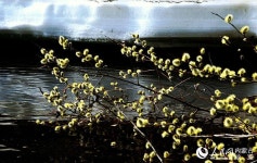 꽃피는 봄날 맞아 돌아온 원앙들…쒀룬목장에 둥지 틀어