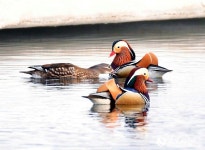 꽃피는 봄날 맞아 돌아온 원앙들…쒀룬목장에 둥지 틀어