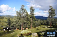 신장 하바허 고산 목장의 그림 같은 풍경