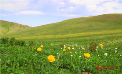 中 신장, 사우얼산 여름목장에 핀 오색찬란한 들꽃들