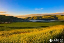 [포토] 쓰촨 아바, 초원에 피어난 꽃의 물결