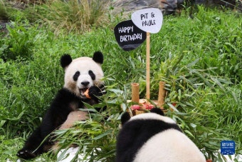 [포토] 베를린 동물원, 독일서 태어난 자이언트판다 쌍둥이 생일파티