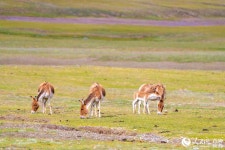 [포토] 시짱 창탕초원, 야생동물의 천국
