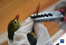 ‘천년 조류의 길’에서 새를 보호하는 형제