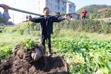中 칠순 농부 재배한 고구마 무게 90kg, ‘고구마왕’ 등극