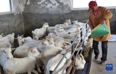 장쑤 하이먼, 주민 소득 증가 도모하는 효자 ‘산양 산업’