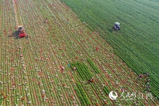 장시 펑청, 셀레늄이 풍부한 야채 수확 한창