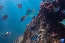 [포토] 하이난, 산호 심기 체험으로 즐기는 푸른 생태계 여행