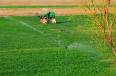허난 원현, 봄철 밀밭 관리 한창