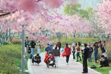 [포토] 장시 간저우, 벚꽃 구경에 몰려든 사람들