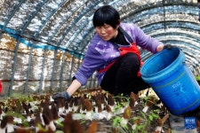 산둥 웨이산, 혁신적 태양광산업으로 폐광산 정돈