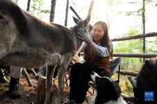도시에서 산 속으로 이사간 90허우 ‘순록 사육 부부...어원커족 문화 계승