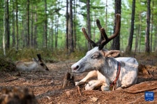도시에서 산 속으로 이사간 90허우 ‘순록 사육 부부...어원커족 문화 계승