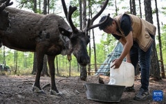 도시에서 산 속으로 이사간 90허우 ‘순록 사육 부부...어원커족 문화 계승