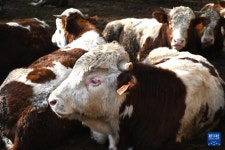 닝샤 구위안, 류판산 우수 품질 황소고기 산업