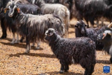 시짱 창두, 산골짜기 흑염소가 이끄는 농촌 진흥