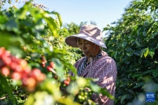 윈난 바오산, 커피 수확 시즌 돌입