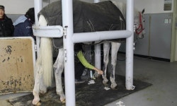 말보건원, 말 종합검진지원 최초 도입..말 동물복지 높인다