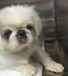 [실습후기]한방동물병원 `동물제중원 금손이`