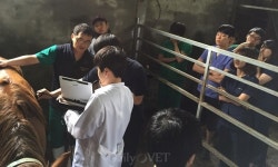 제주대 수의대, 전국 수의대생 대상 여름학기 말 임상강의 신설