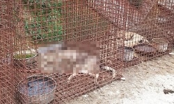 개 100여 마리 사체 방치에 40여 마리도 죽음만 기다려